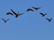 Zufallsbilder-Slider